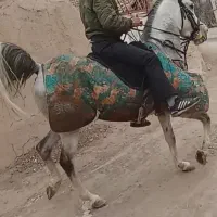 اسب مادیان سلطنتی