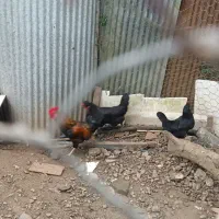 مرغ و خروس محلی وبوقلمون نر