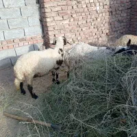 سلام یک عدد بره شیشک به فروش می‌رسد