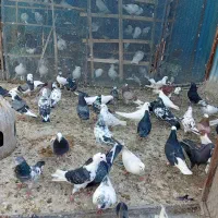 کفتر غریب گیری