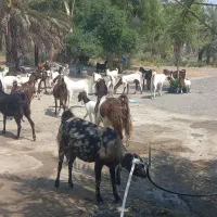15عدد گوسفند فروشی منوجان محمد آباد