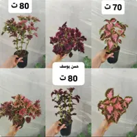 گل و گیاه طبیعی|گل و گیاه طبیعی|بندر گناوه, |دیوار