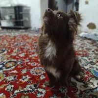 سگ خونگی