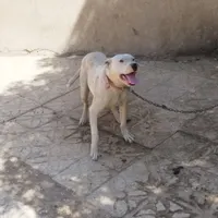 توله ماده داگو۶ماهه.|سگ|شهرکرد, |دیوار
