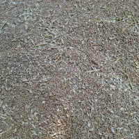 گندم|خدمات باغبانی و درختکاری|علی‌آباد کتول, |دیوار
