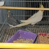 عروس هلندی مولد