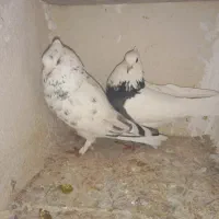 کبوتر|حیوانات|ایلام, |دیوار