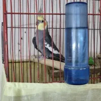 عروس هلندی نر مست (معاوضه)