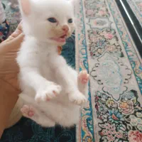 گربه