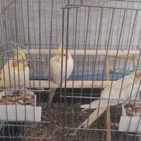 عروس هلندی