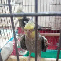 سه عروس هلندی جوان