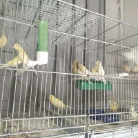 فروش جوجه قناری