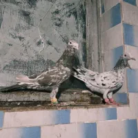 نروماده کوهی دورگ