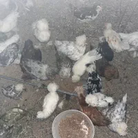 جوجه بومی و سلطان ۶ماهه