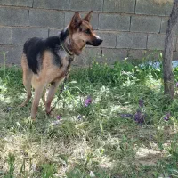 سگ ژرمن خیلی باهوش