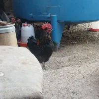 خروس برهما و رسمی