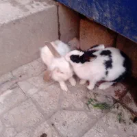 جفت خرگوش