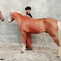 اسب