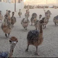 جوجه شتر مرغ