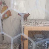 کفتر