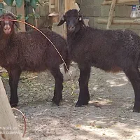 بره نرو ماده هترو،،میش هترو