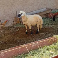 بره نر تخمی