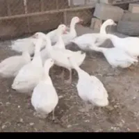 غاز