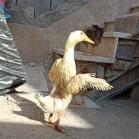نیمچه اردک
