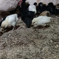 جوجه|حیوانات مزرعه|مشهد, آبادگران|دیوار