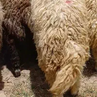 ۱۵بره