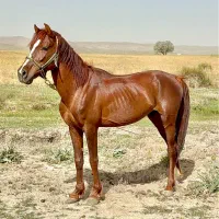 نریون سر و دم گیر