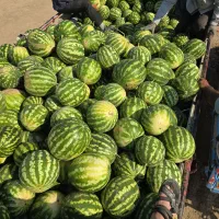 هندوانه قرمز ارسال به تمام نقاط کشور
