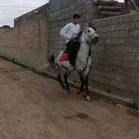 فروش اسب درجه یک به رنگ‌ نیله فوق العاده سرودم گیر
