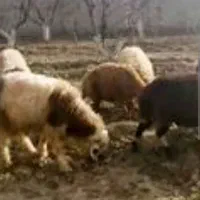 نیازمند یک نفر چوپان جهت چراندن گوسفندان در صحرا