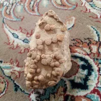 فسیل