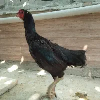مرغ لاری اصیل افغان