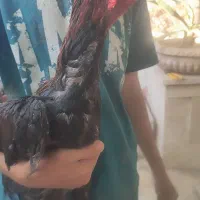 خروس لاری