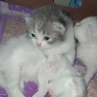 گربه نژاد دار