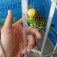 3 عدد مرغ عشق رام و درشت