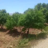باغ شهرکرد