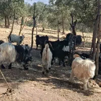 بزغاله