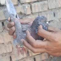 گرفتنی بلندگیر نر