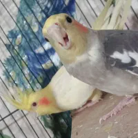 پرنده