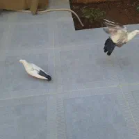 کفتر|پرنده|شیراز, پودنک|دیوار