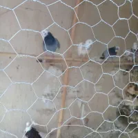 کبوتر