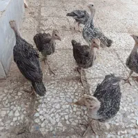 باسلام 7تاجوجه بقلمون اصل محلی خودمون زیرمرغی