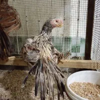 جوجه هندی|حیوانات مزرعه|رباطکریم, شهرک صنعتی نصیرآباد|دیوار