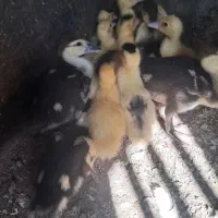 جوجه اردک اسراییلی