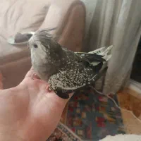 عروس هلندی نر گلباقالی
