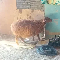 دوتابره